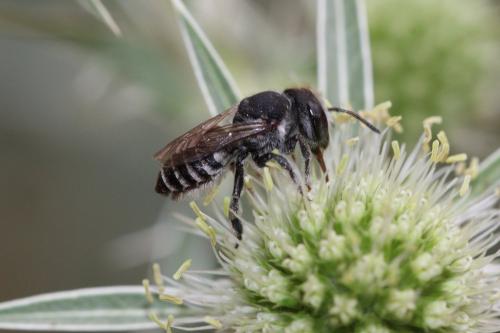 Réf. 329 393 : Megachile rotundata